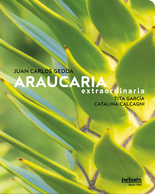 Araucaria extraordinaria
