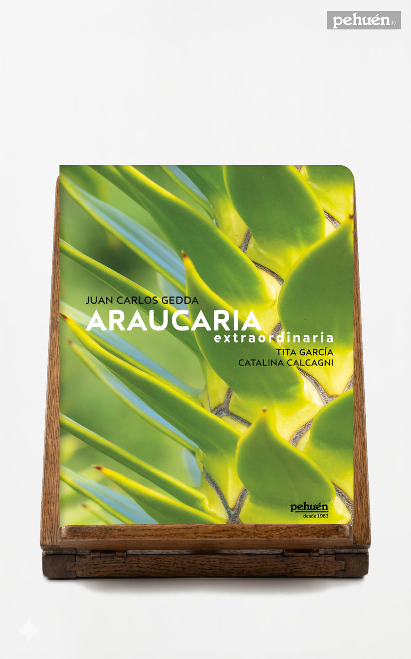 Araucaria extraordinaria